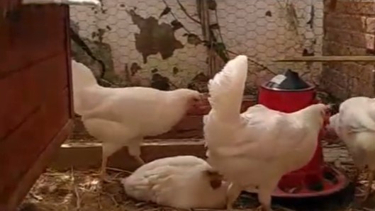 Gallinas en el gallinero del Miguel de Cervantes